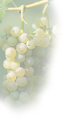 az agricola Fausto Ghenda vendita vini marano